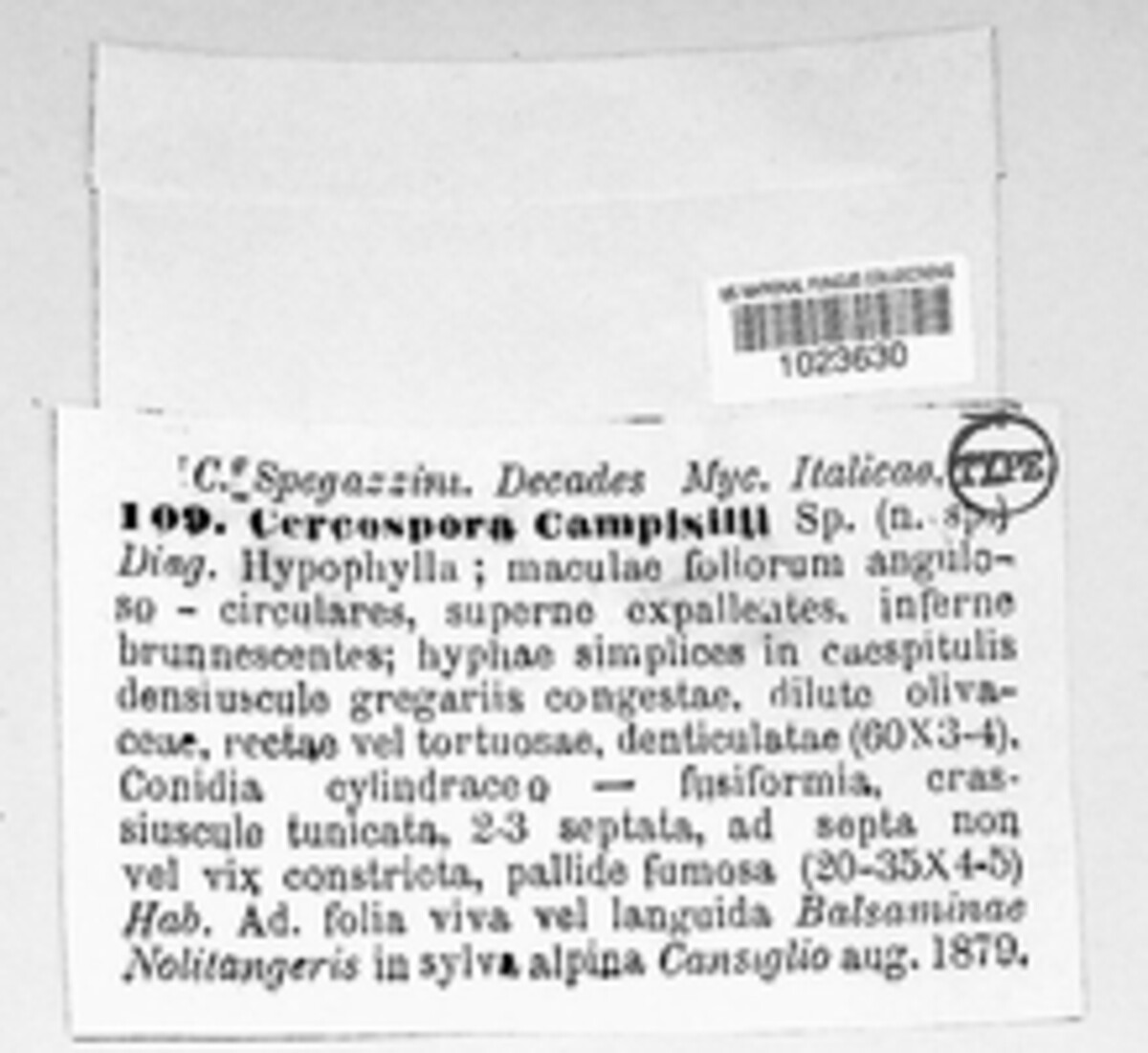 Passalora campi-silii image